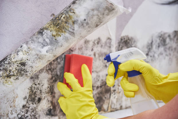 Environmental Consulting for Mold Prevention in Fairplains, NC